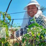 Cosecha de tomate en pleno apogeo en Tisma, Masaya Grandes cosechas de tomate