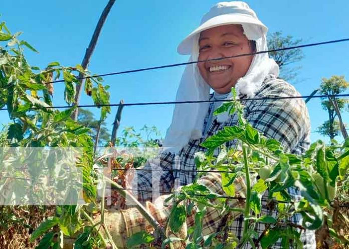 Grandes cosechas de tomate