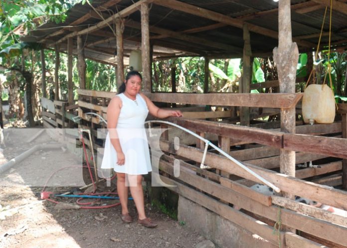 5.2 Estudiante de INATEC en Siuna emprende con una granja porcina