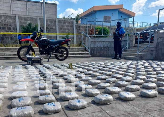 9.5 Tenaz operativo dejó la incautación de 310 kilos de marihuana en Managua