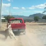 ¡Desgraciados! arrastran a un burrito en las calles de Hidalgo, México Burrito arrastrado en Hidalgo