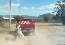 Burrito arrastrado en Hidalgo