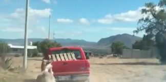 Burrito arrastrado en Hidalgo