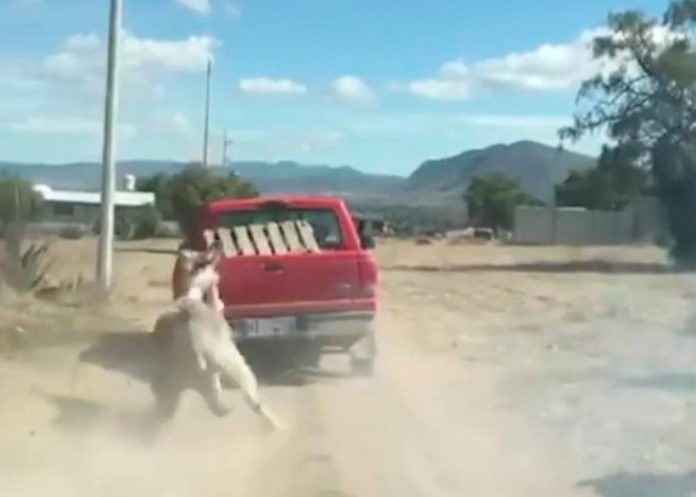 Burrito arrastrado en Hidalgo