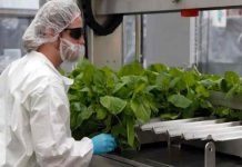 Canadá autoriza la primer vacuna vegetal contra el Covid-19