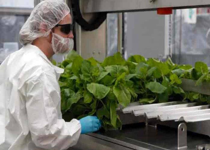 Canadá autoriza la primer vacuna vegetal contra el Covid-19