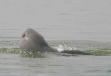 El último delfín Irrawaddy de agua dulce murió en Camboya