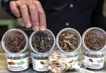 ¿Más insectos? Una alternativa para alimentación en países Europeos ¿Más insectos? Una alternativa para alimentación en países Europeos