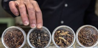 ¿Más insectos? Una alternativa para alimentación en países Europeos
