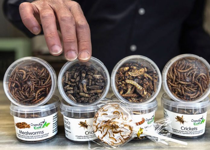 ¿Más insectos? Una alternativa para alimentación en países Europeos