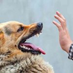 Un muerto y tres heridos tras ataque de perro en campamento, California Un muerto y tres heridos tras ataque de perro en campamento, California