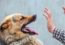 Un muerto y tres heridos tras ataque de perro en campamento, California Un muerto y tres heridos tras ataque de perro en campamento, California