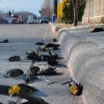Revelan la causa de la muerte masiva de aves en pleno vuelo en México Revelan la causa de la muerte masiva de aves en pleno vuelo en México