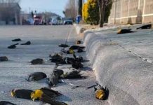 Revelan la causa de la muerte masiva de aves en pleno vuelo en México Revelan la causa de la muerte masiva de aves en pleno vuelo en México