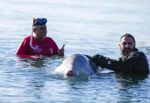 Murió Sotiris, la ballena que quedó atrapada en una playa de Atenas Murió la ballena Sotiris en playa de Atenas