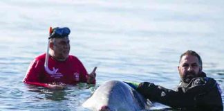 Murió la ballena Sotiris en playa de Atenas