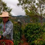 BCIE aprueba USD 50 mil para fortalecer sector cafetalero de Nicaragua y Honduras Cosecha de café en Nicaragua