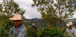 Cosecha de café en Nicaragua