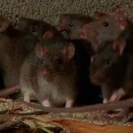 Polémica sanitaria: Más de mil ratones muertos en bodega de distribución Polémica sanitaria: Más de mil ratones muertos en bodega de distribución