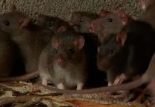 Polémica sanitaria: Más de mil ratones muertos en bodega de distribución Polémica sanitaria: Más de mil ratones muertos en bodega de distribución