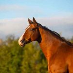 Hallan restos de caballo decapitado en Alemania