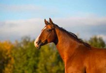Hallan en Alemania los restos de un caballo decapitado en el siglo VII Hallan restos de caballo decapitado en Alemania