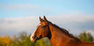 Hallan restos de caballo decapitado en Alemania