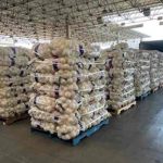 Cae contrabandista con 600 kilos de metanfetamina camuflada en cebollas Cae contrabandista con 600 kilos de metanfetamina camuflada en cebollas