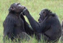 Científicos observan a chimpancés usando insectos para curar heridas