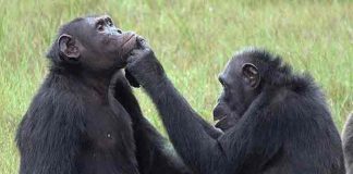 Científicos observan a chimpancés usando insectos para curar heridas