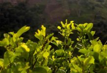 Perú: Aumentan los cultivos de coca en 41 % entre 2016 y 2020 Perú: Aumentan los cultivos de coca en 41 % entre 2016 y 2020