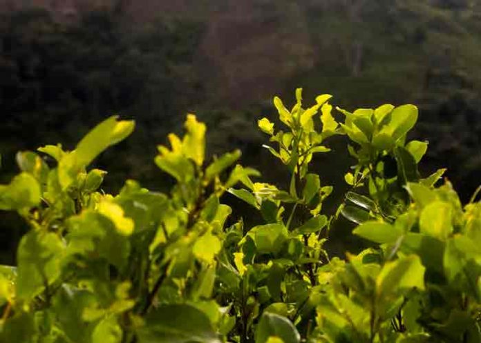 Perú: Aumentan los cultivos de coca en 41 % entre 2016 y 2020