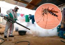 Nuevo brote de dengue en Perú causa ocho muertes Nuevo brote de dengue en Perú causa ocho muertes