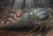 Identifican en Australia una nueva especie extinta de escorpión marino Identifican en Australia una nueva especie extinta de escorpión marino