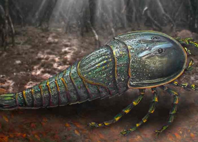 escorpion- Identifican en Australia una nueva especie extinta de escorpión marino