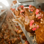 Más de 130 mil gallinas sacrificadas en España por brote de gripe aviar Más de 130 mil gallinas sacrificadas en España por brote de gripe aviar