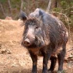 ¡Masacre! más de 450 venados y jabalíes abat¡Masacre! más de 450 venados y jabalíes abatidos en un día en Españaidos en un día en España