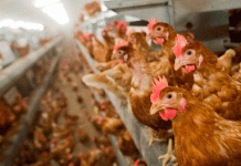 Más de 130 mil gallinas sacrificadas en España por brote de gripe aviar Más de 130 mil gallinas sacrificadas en España por brote de gripe aviar