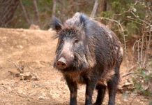 ¡Masacre! más de 450 venados y jabalíes abatidos en un día en España ¡Masacre! más de 450 venados y jabalíes abat¡Masacre! más de 450 venados y jabalíes abatidos en un día en Españaidos en un día en España
