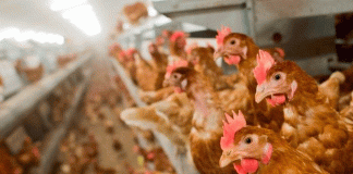 Más de 130 mil gallinas sacrificadas en España por brote de gripe aviar