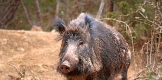 ¡Masacre! más de 450 venados y jabalíes abat¡Masacre! más de 450 venados y jabalíes abatidos en un día en Españaidos en un día en España