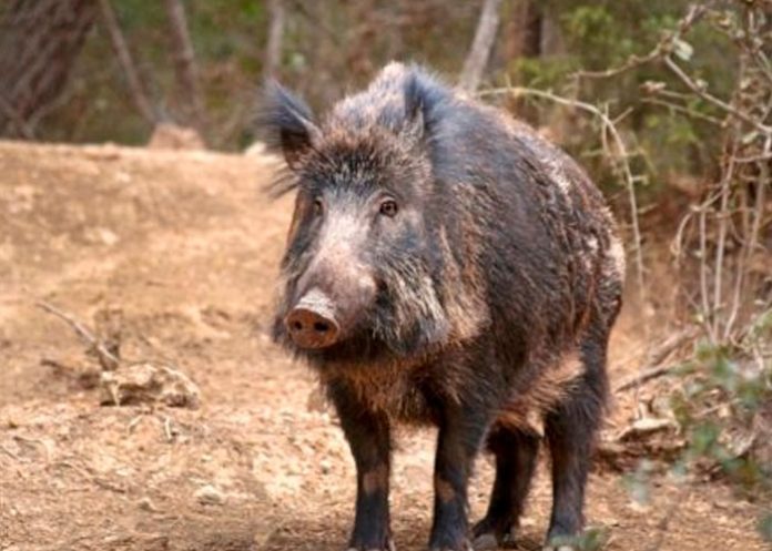 ¡Masacre! más de 450 venados y jabalíes abat¡Masacre! más de 450 venados y jabalíes abatidos en un día en Españaidos en un día en España