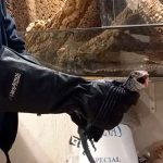 Arrestan a hombre por poseer animales peligrosos y venenosos en España