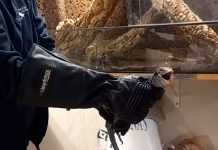 Arrestan a hombre por poseer animales peligrosos y venenosos en España Arrestan a hombre por poseer animales peligrosos y venenosos en España