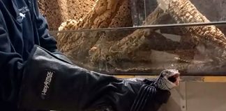 Arrestan a hombre por poseer animales peligrosos y venenosos en España