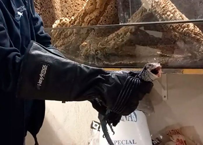 Arrestan a hombre por poseer animales peligrosos y venenosos en España