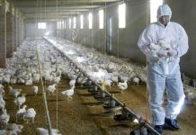 ¡Alarma! En Estados Unidos detectan una peligrosa variante de gripe aviar ¡Alarma! En Estados Unidos detectan una peligrosa variante de gripe aviar