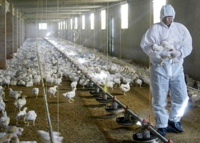 ¡Alarma! En Estados Unidos detectan una peligrosa variante de gripe aviar