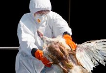 Estados Unidos en alerta ante presencia de gripe aviar en tres granjas