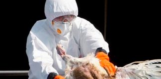 Estados Unidos en alerta ante presencia de gripe aviar en tres granjas